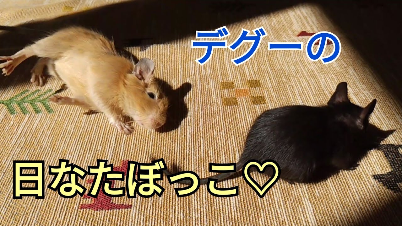 デグーに日なたぼっこをさせてみたら、めちゃくちゃ可愛かった♡