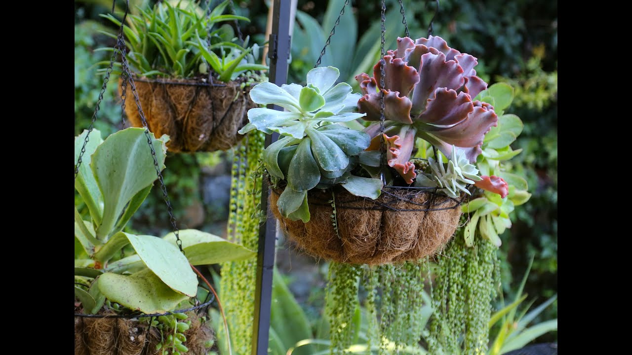 How to Refresh a Succulent Hanging Basket