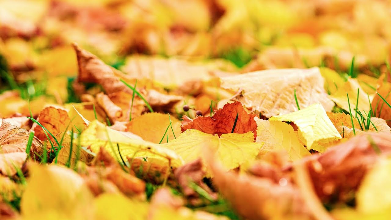 5화.  비발디- 사계-가을  ㅣ제인에어 :가을 낙엽 ㅣvivaldi autumn