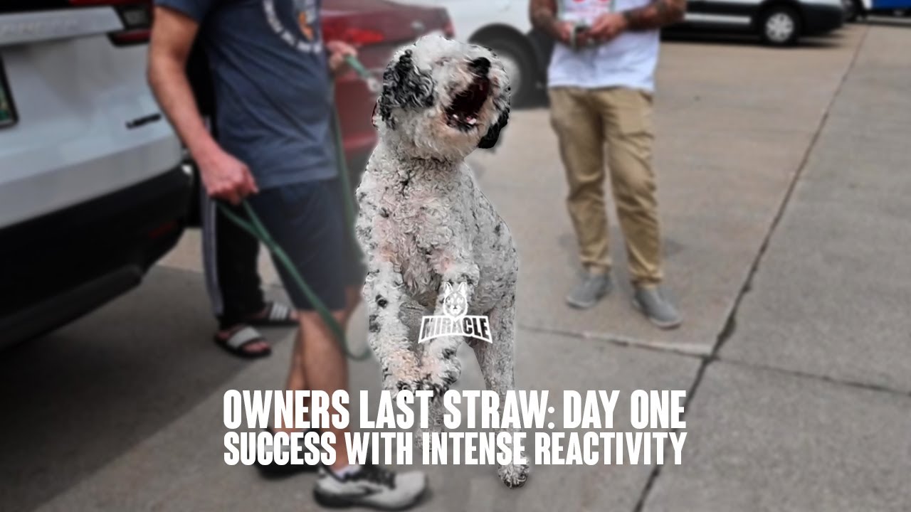 Owners Last Straw: Day One Success With Intense Reactivity