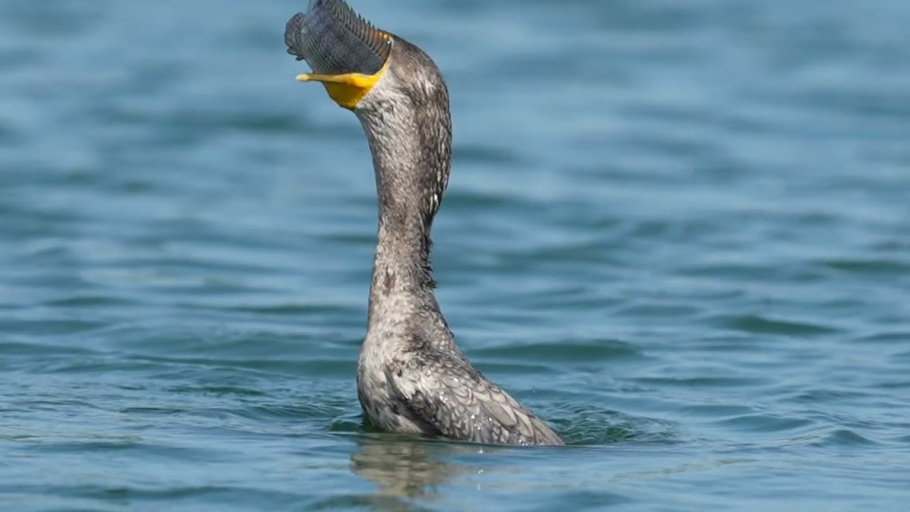 Cormorant Eating Fish 2025
