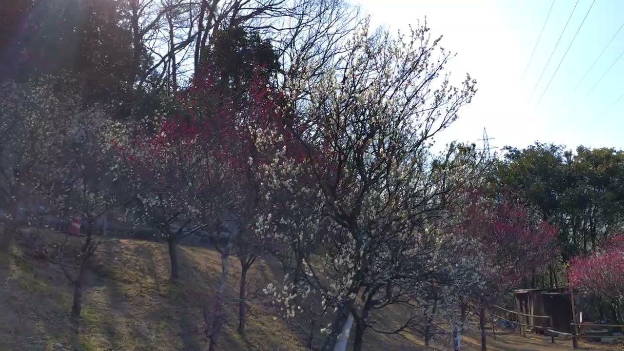 2026年大阪の梅　柏原市柏原市玉手山公園①