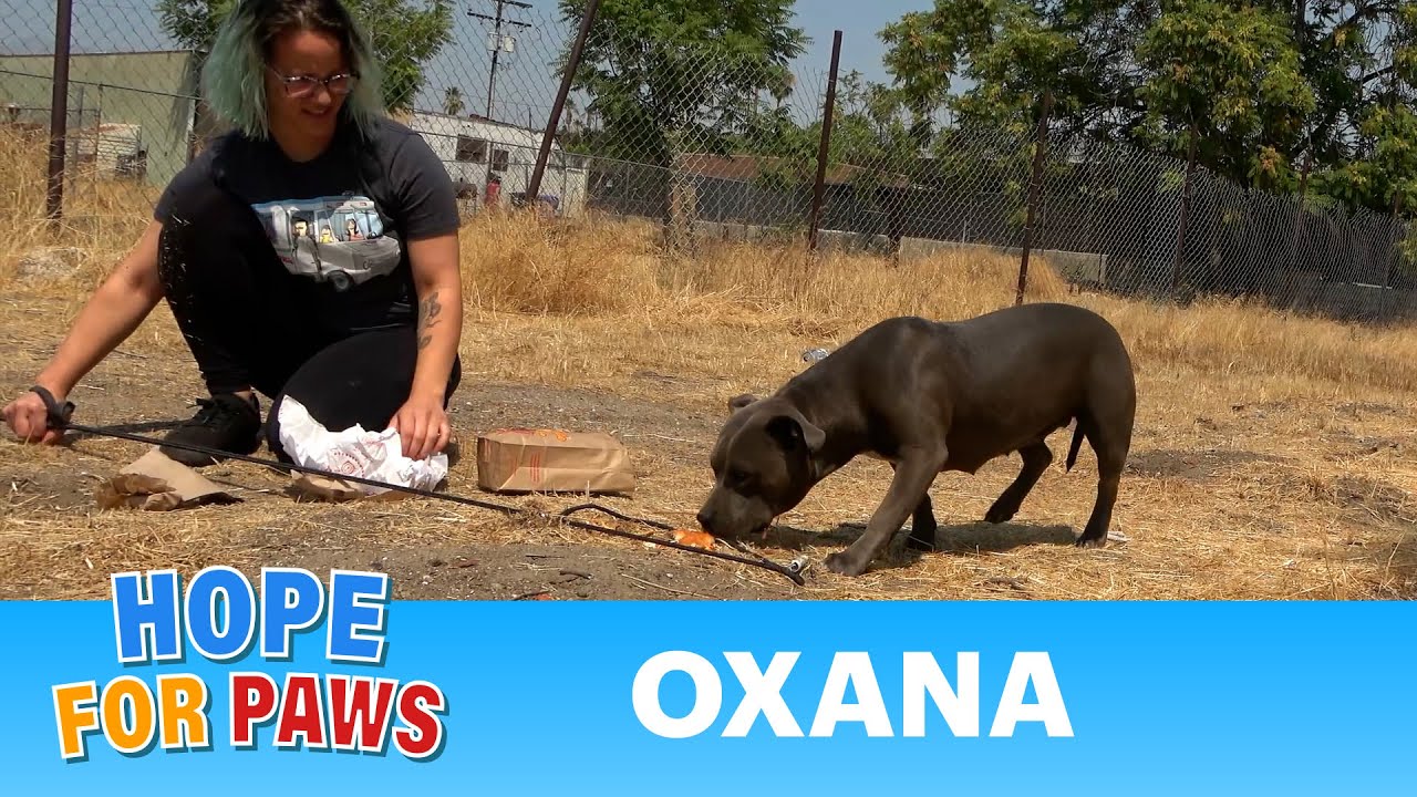 It took weeks to gain this super sweet pit bull's trust. #pitbull
