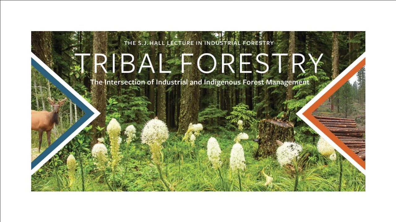 Tribal Forest Management: The Intersection of Industrial and Indigenous Forest Management