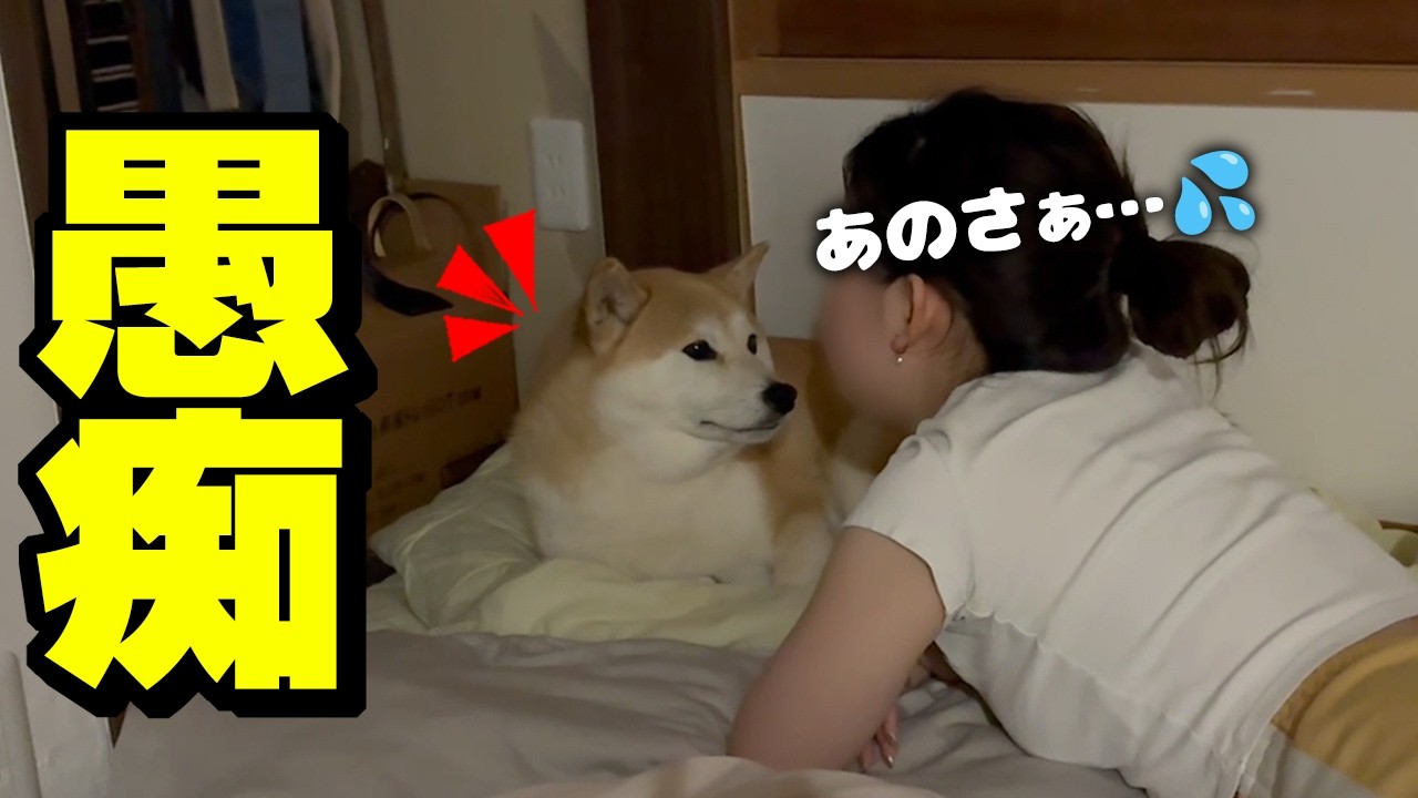 まるで姉の様に娘の話を真剣に聞く優しい柴犬