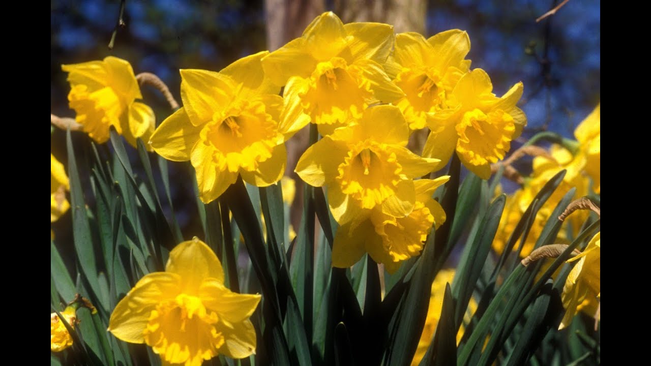 Narzisse, Osterglocke - ein giftiger Frühblüher