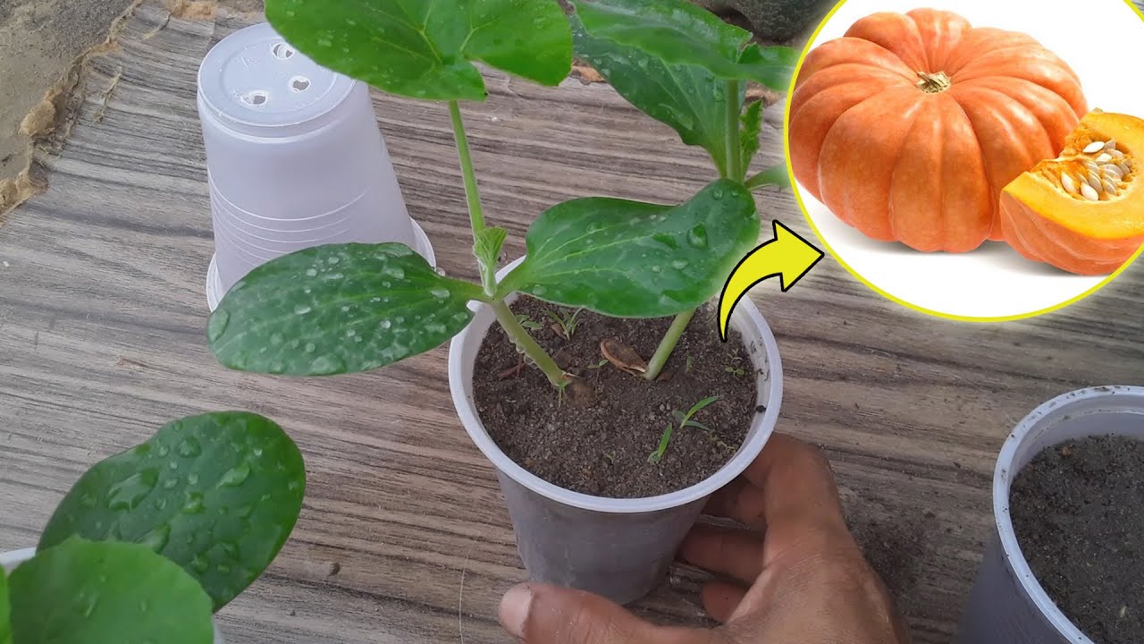 COMO PLANTAR SEMENTES DE ABÓBORA MORANGA | Aprenda Germinar Sementes de Abóbora Mais Fácil