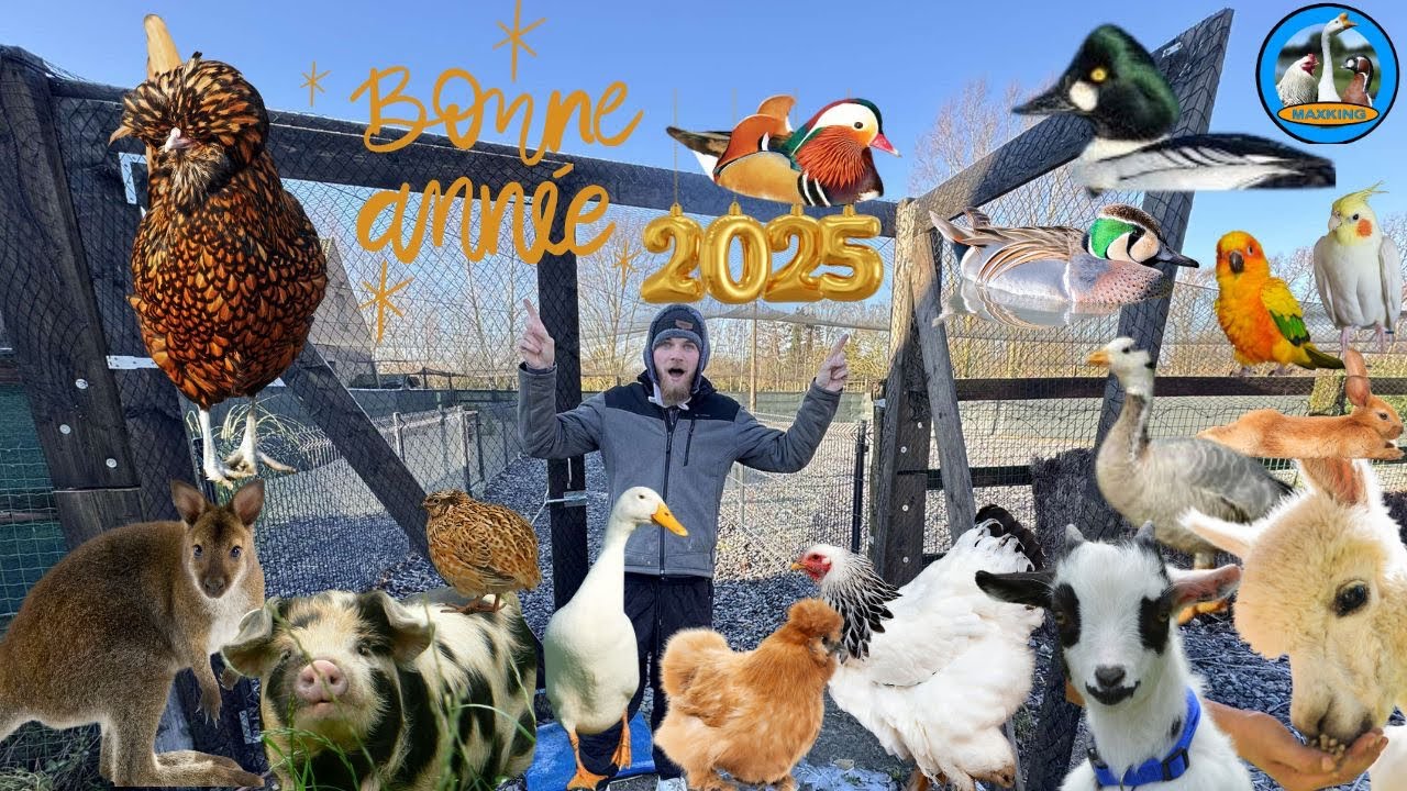 TOUR DE L’ÉLEVAGE AU COMPLET ! BILAN 2024 PROJET 2025!