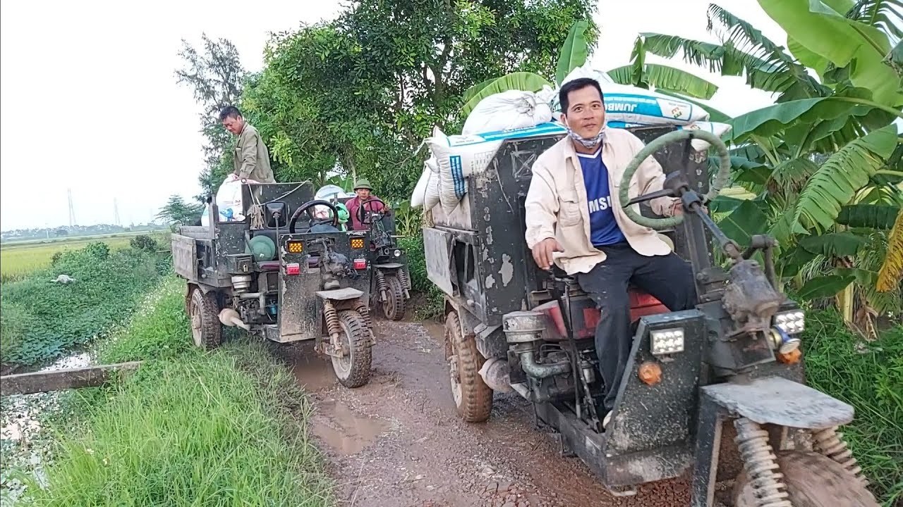 🔴 công nông chở thóc ngày mùa | công nông chở cát | máy gặt lúa | rice reaper kubota