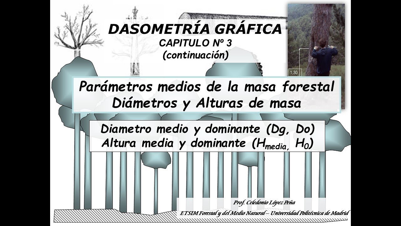 ALTURAS Y DIÁMETROS MEDIOS DE LA MASA FORESTAL