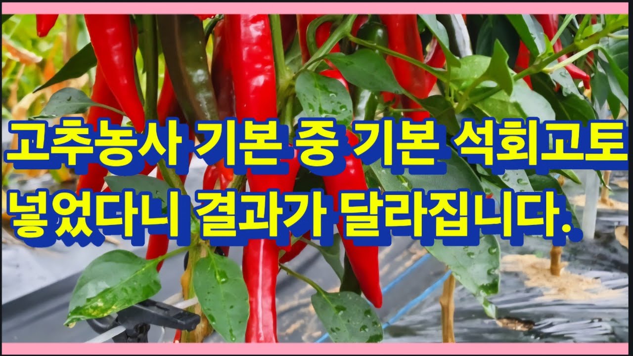 고추농사 2년에 한번 석회고토 넣으시면 수확량 달라집니다.(농사의신)