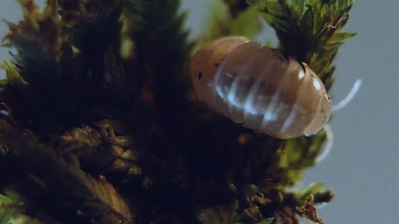 armadillidium vulgare (magic potion)
