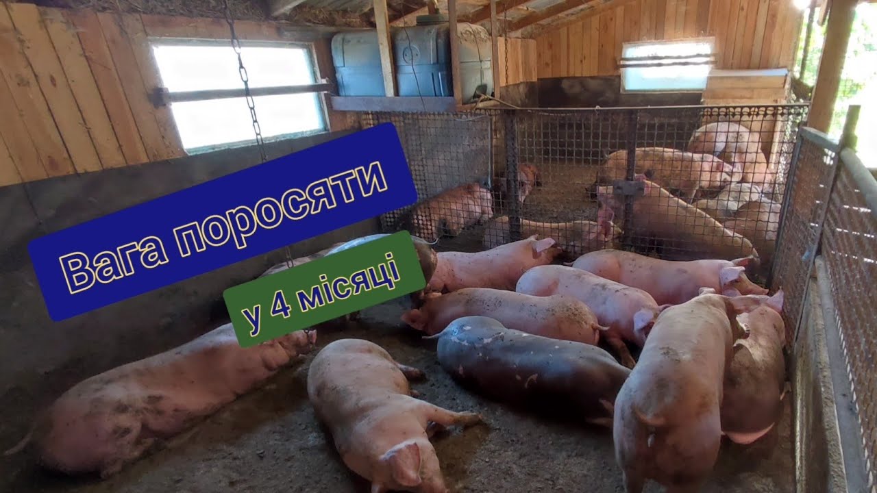 поросята ростуть не по дням а по часам вага у 4 місяці