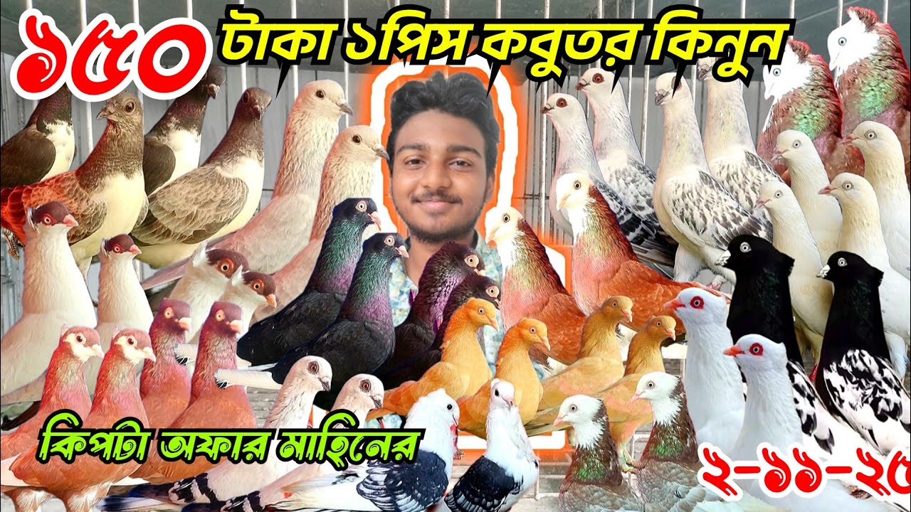 ১৫০ টাকা ১পিস বুদাপেস্ট, গিরিবাজ,রেসার কবুতর কিনুন। সবচেয়ে কম দামে কবুতর বিক্রি হবে। মাহিন