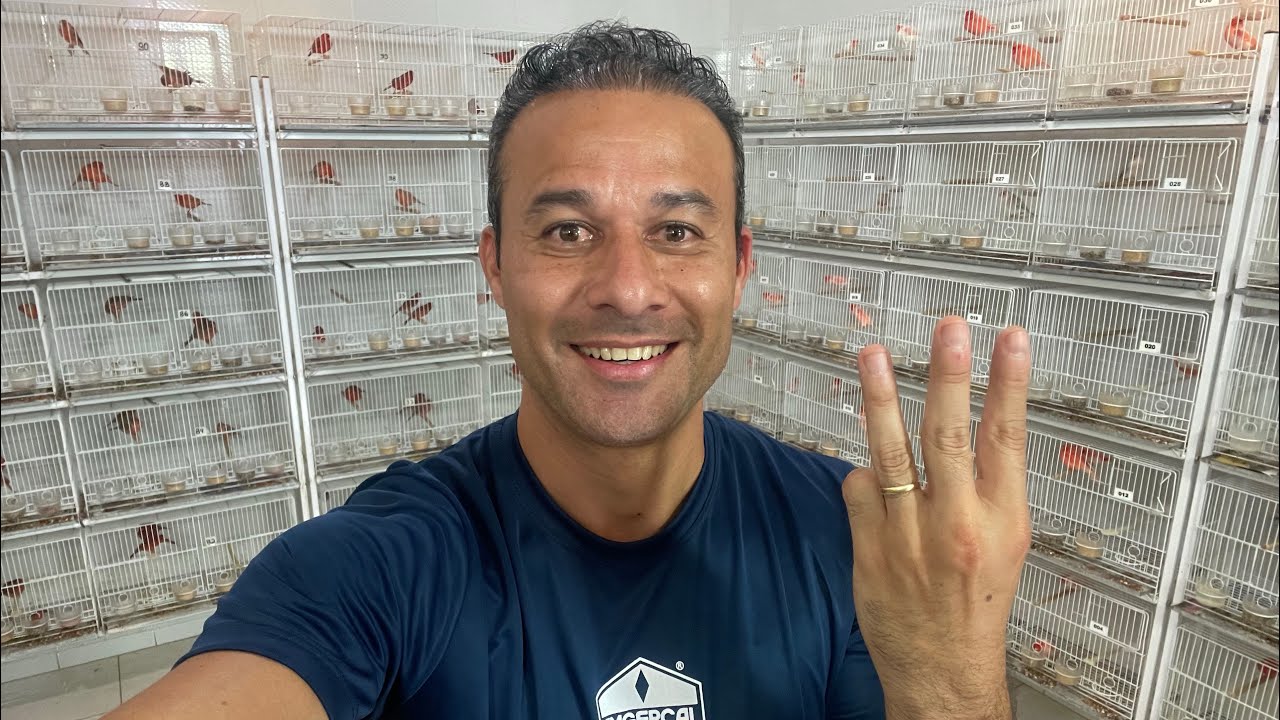 3 DICAS para quem deseja CRIAR CANÁRIOS e começar da maneira certa