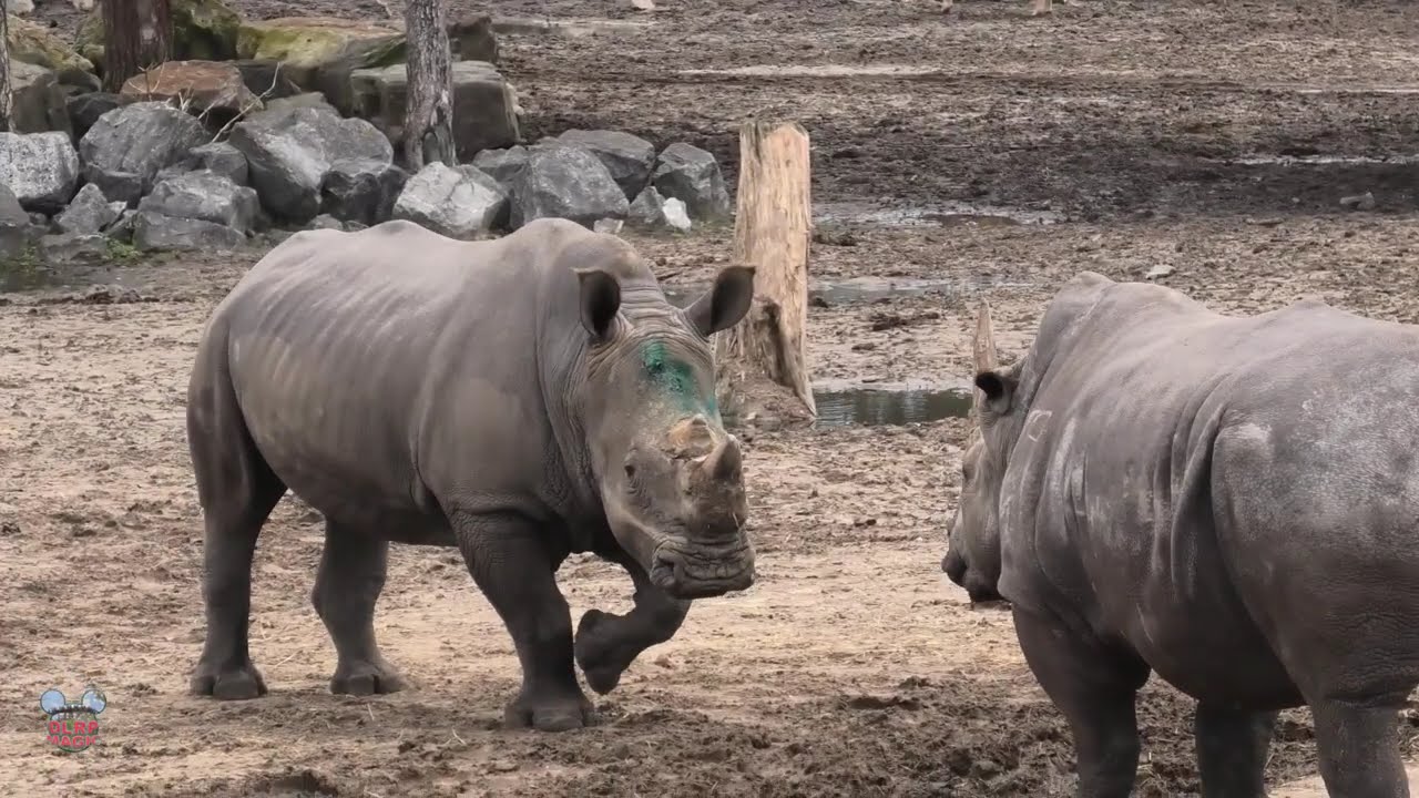 Safaripark Beekse Bergen White rhinoceros, in ACTION❗ Fighting! 😮‍💨