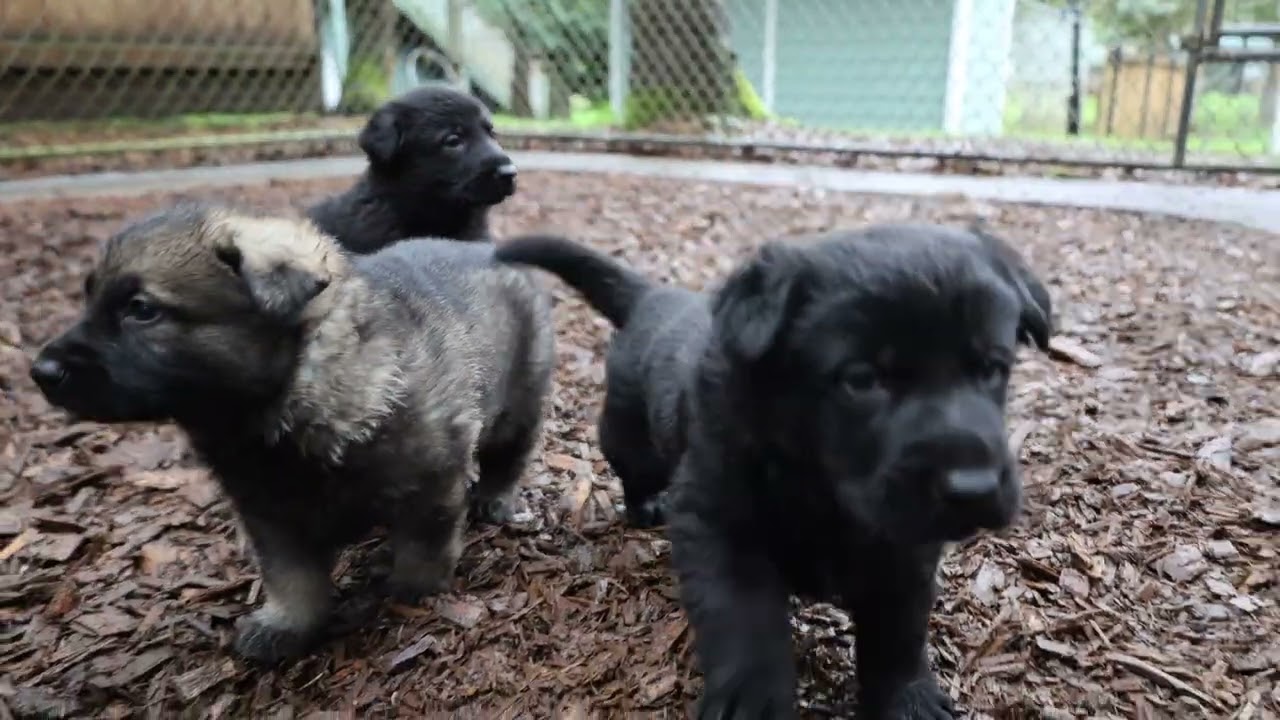 Puppy Playtime! Kraftwork K9 Pro German Shepherds