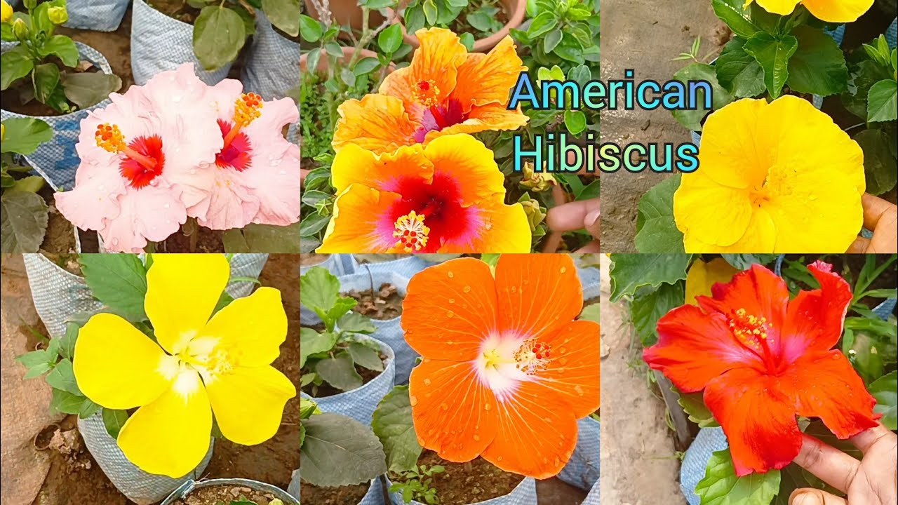 American Hibiscus ll Sankar Nursery ll Srirampur ll Online Nursery