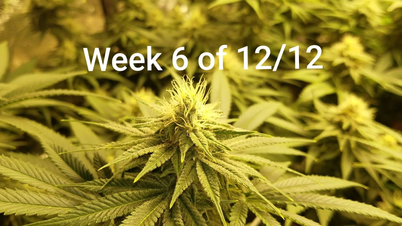 Week 6 of flower / Ethos Cookies
