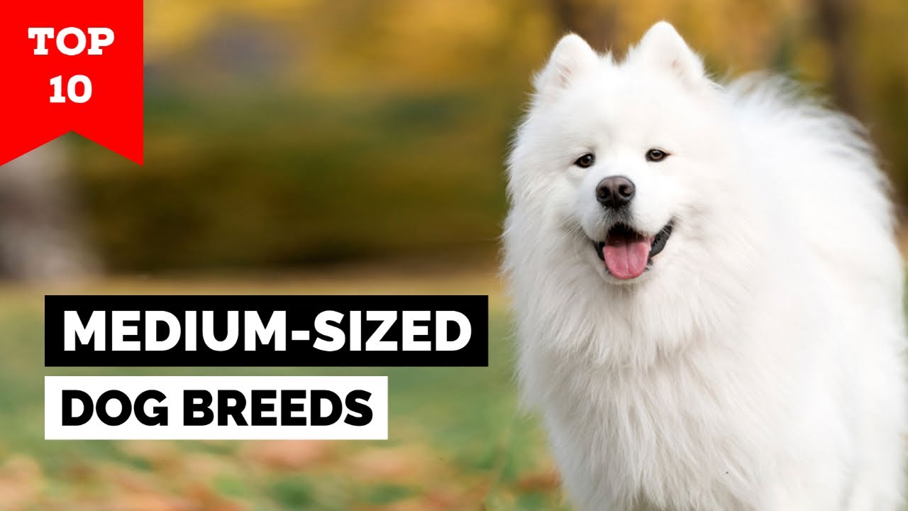 Top 10 Medium-Sized Dog Breeds In The World