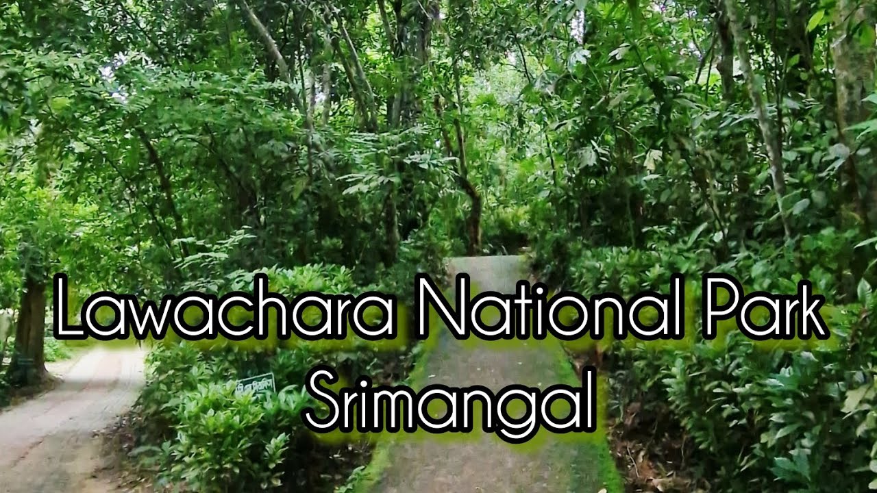 Just looking wow! Lawachara National Park, Srimangal, Moulvibazar.