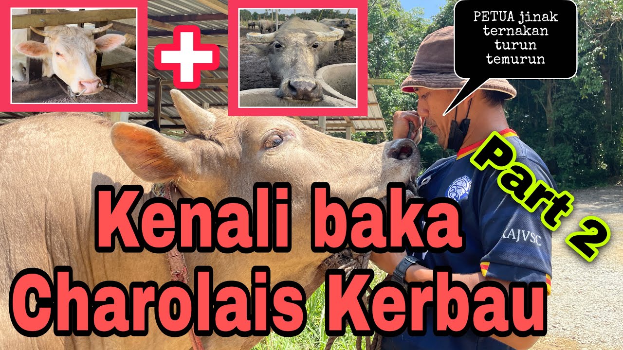 Hasil kacukan lembu dan kerbau? ‘Pertama di dunia’