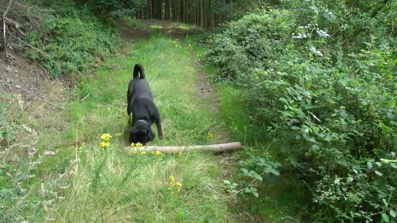 Spazieren mit Rotti Burli