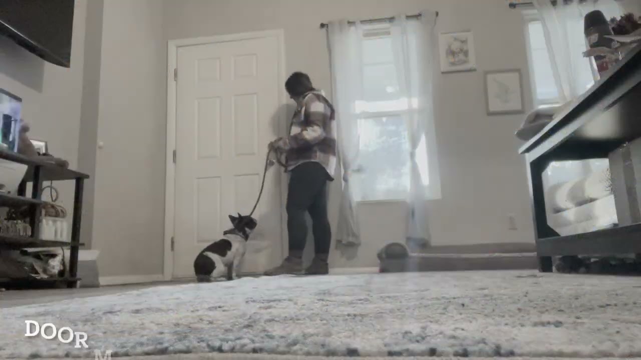 Best Dog Training Toledo, Ohio! 2 Year Old French Bulldog Paris