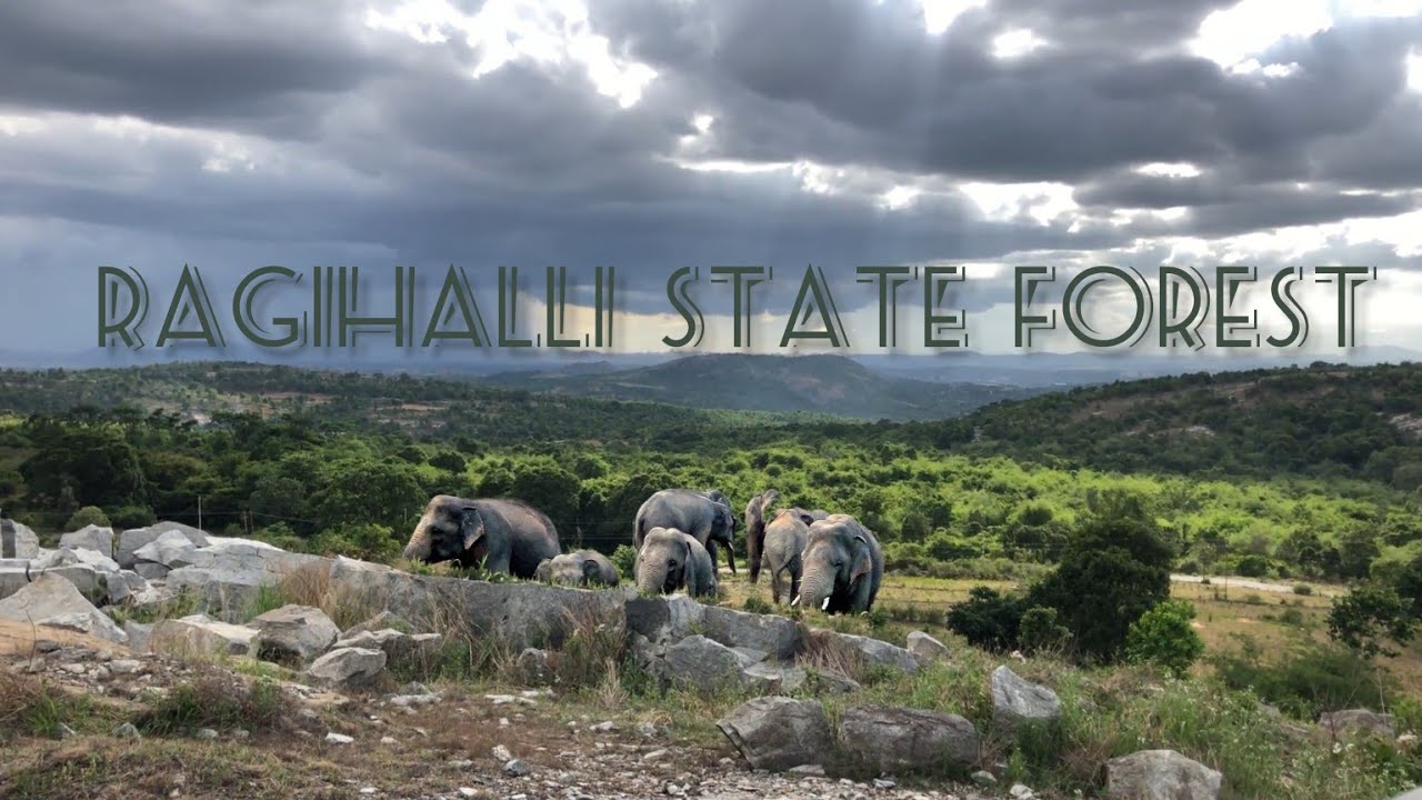 Ragihalli State Forest | Bannerghatta | Unexplored Bangalore .