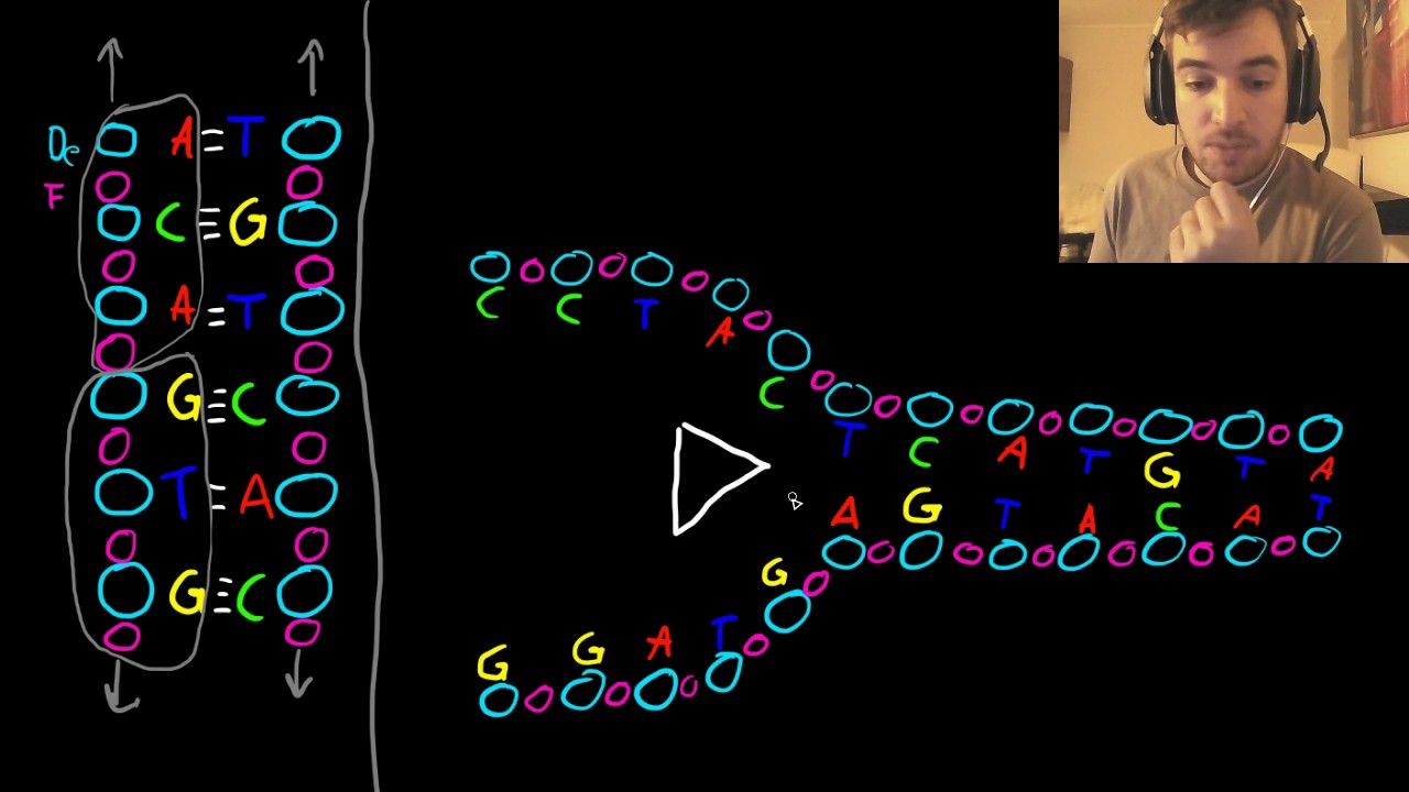 DNA syntesen