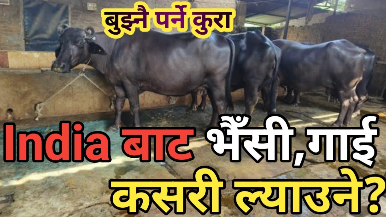 india बाट गाई, भैँसी, बाख्रा Nepal लिएर आउन पाउँछ कि पाउँदैन? सबै जानकारी