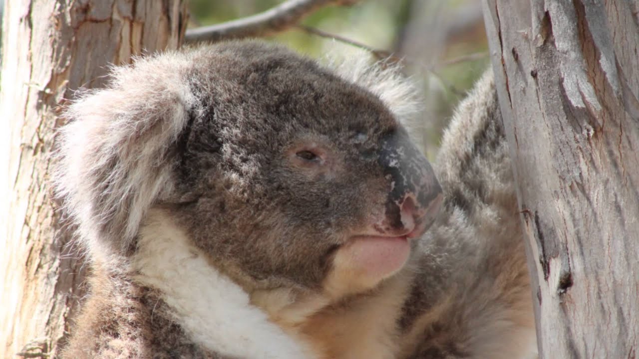 Great Southern Land-Our Australia