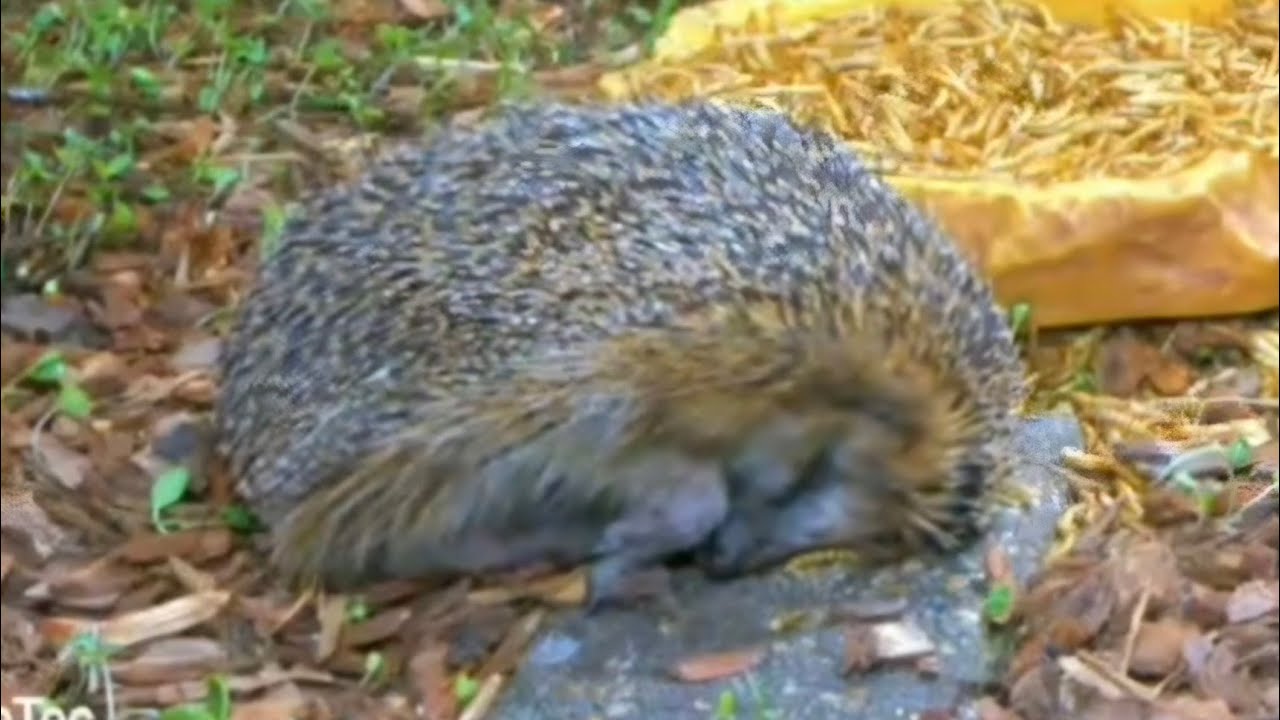 @NatureTec Hedgehogs in food coma 💤 after eating you should sleep 🥰 #nature #wildhedgehog #cute