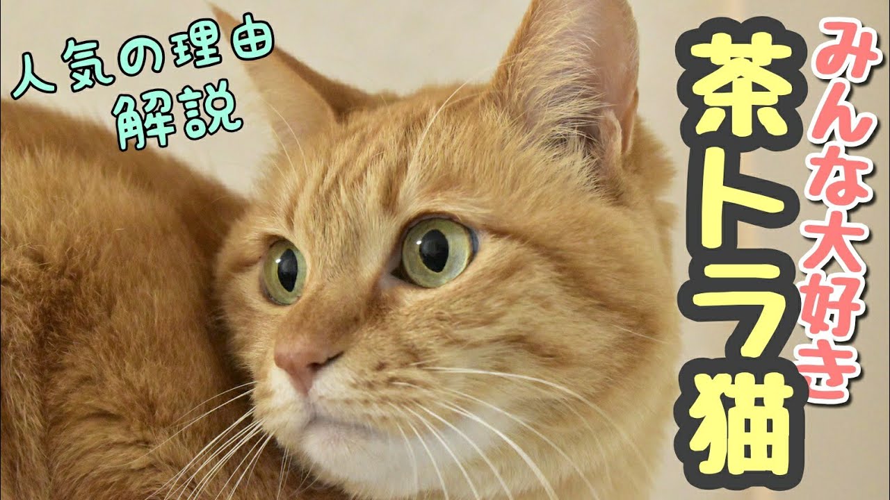 【解説】茶トラ猫の魅力を伝えたい！やんちゃ？甘えん坊？