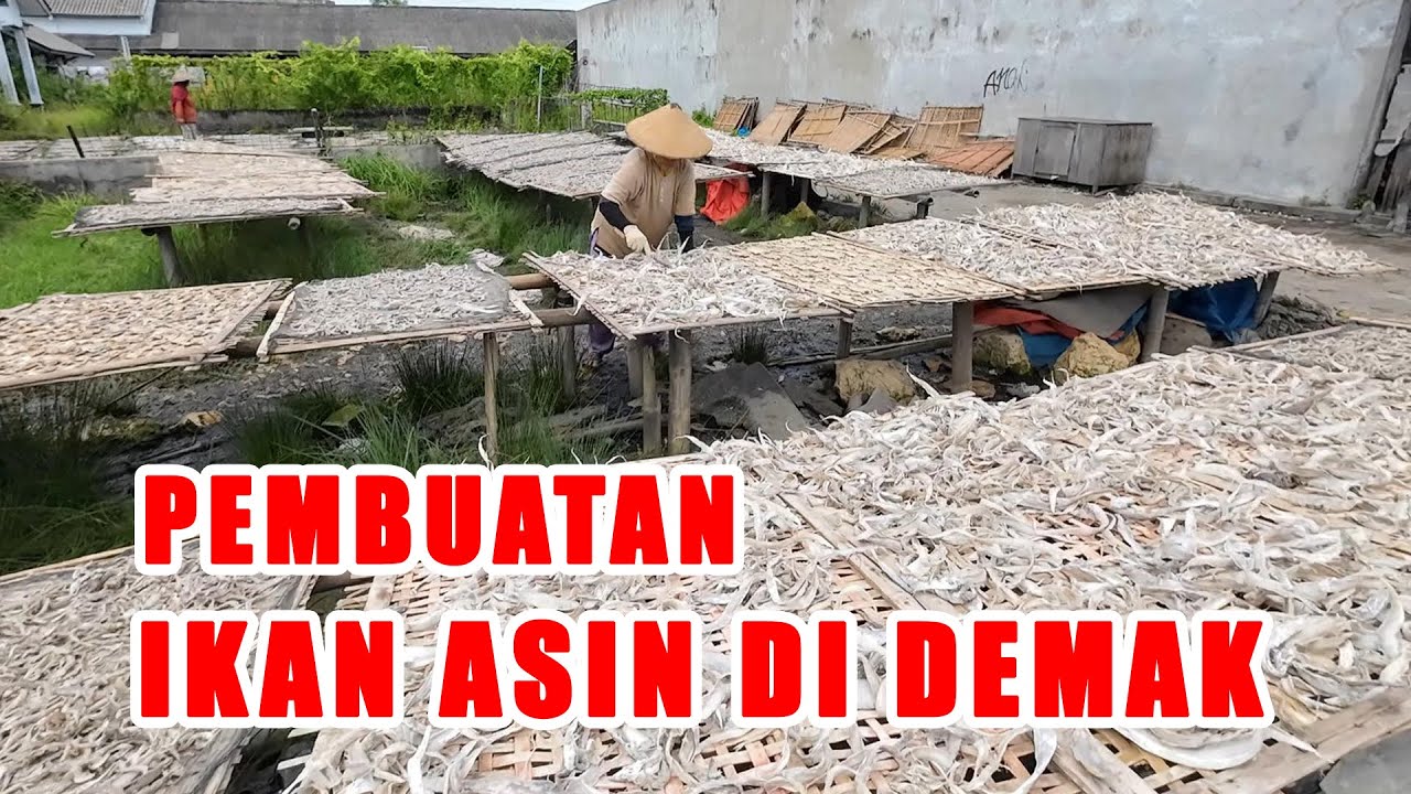 PEMBUATAN IKAN ASIN DI WEDUNG DEMAK || TPI WEDUNG DEMAK