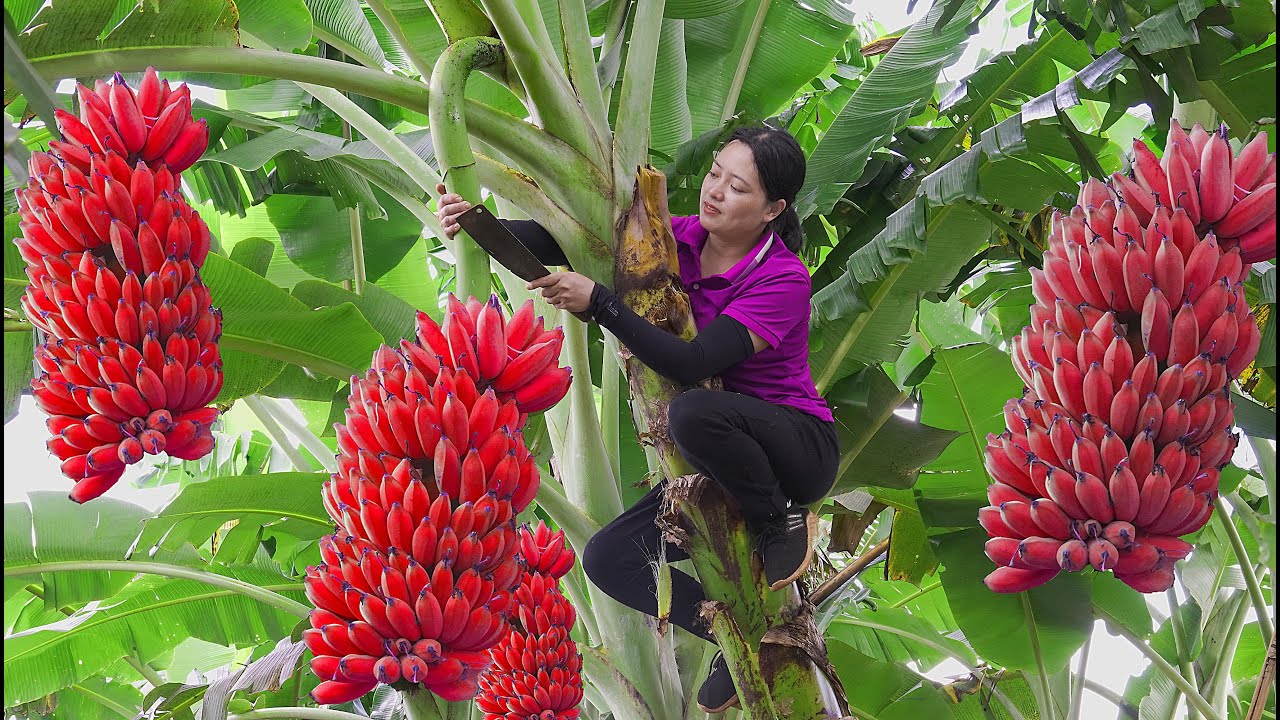 FULL VIDEO 60 DAYS: Harvesting RED BANANA Garden,DURIAN go to the market to sell | Lucia