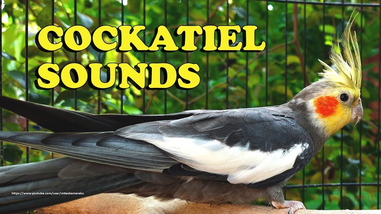 Beautiful Cocktail voice | Cocktail Sound