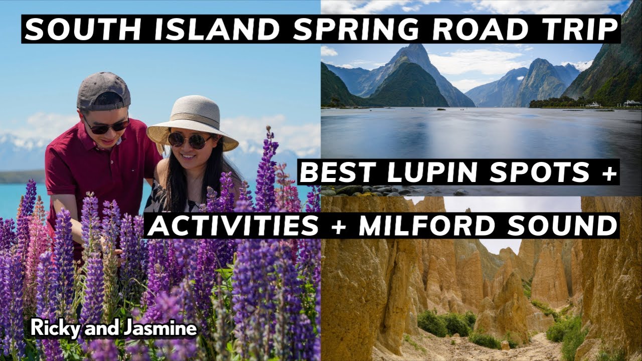 Best Lupin Photo Locations, Activities and Milford Sound Road trip ll South Island Spring Trip NZ