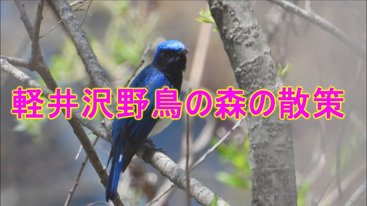 軽井沢野鳥の森の小鳥の鳴き声4K