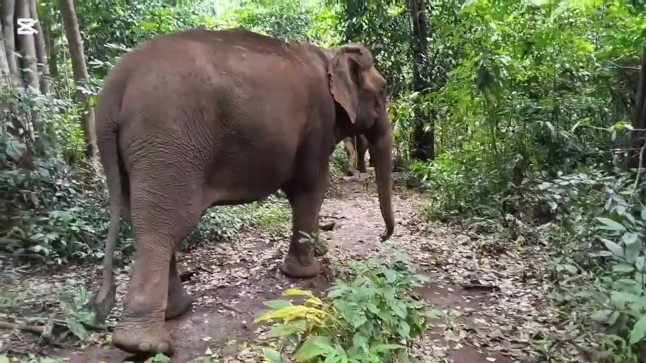 Tourists cross new Cable bridge to see Elephants in the forest.# trekking #elephant #cambodia .