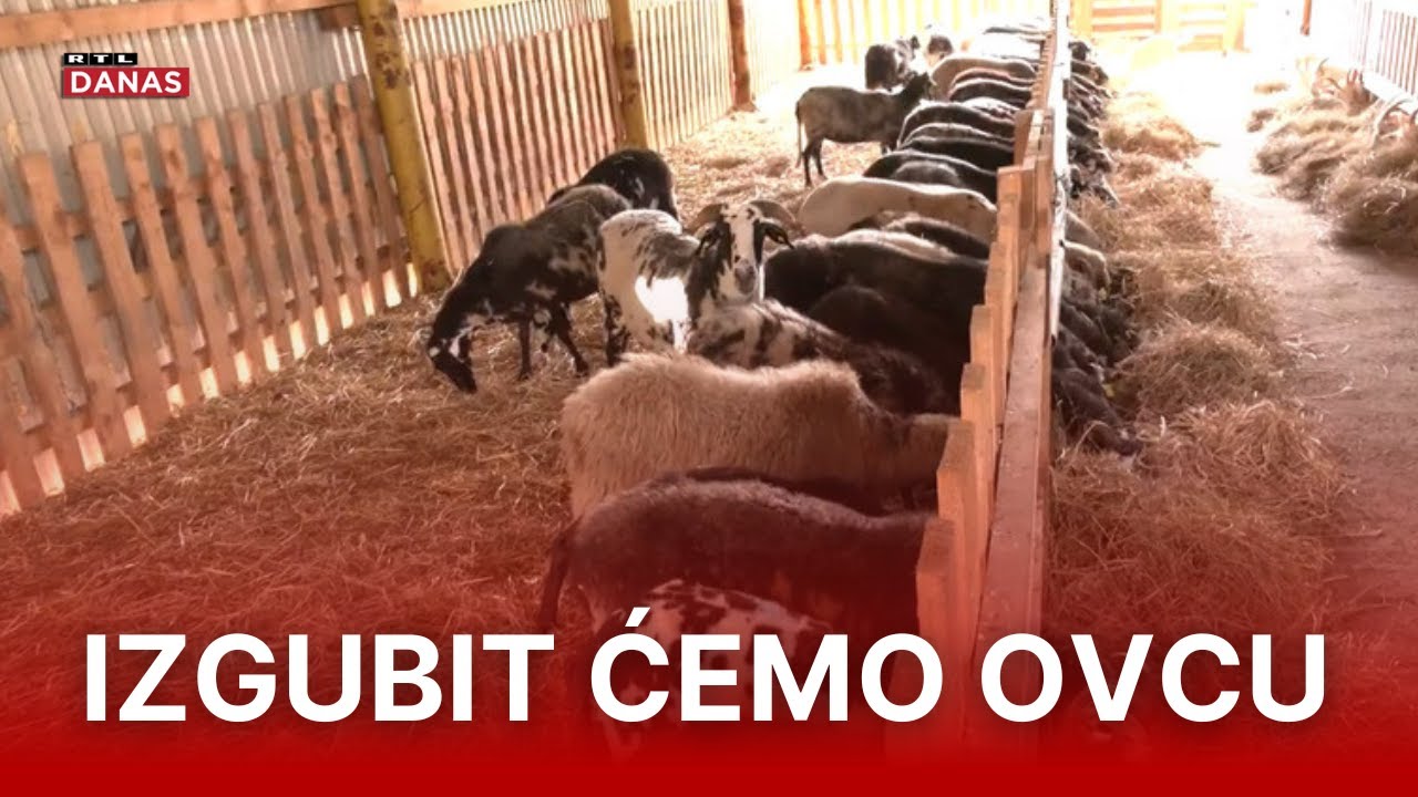 Drastičan pad broja istarskih ovaca | RTL Danas