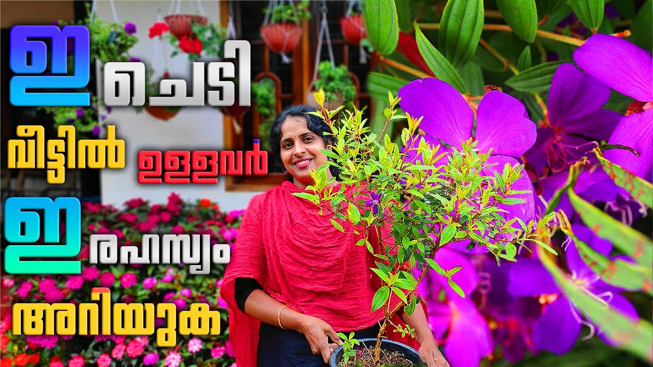 മേലെസ്‌റ്റോമ ചെടി വിട്ടിൽ ഉള്ളവർ ഇ വീഡിയോ കാണണം|About the Melestoma plant|J4uTips