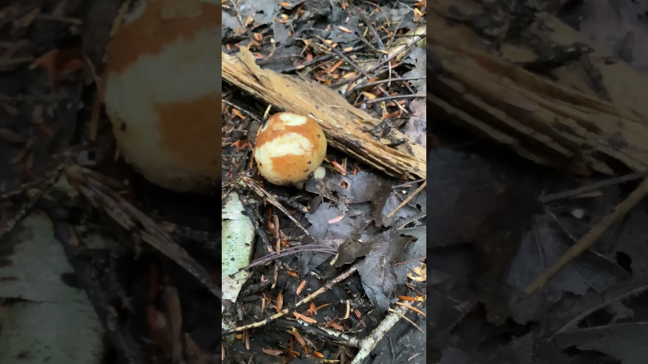A brittle gill russula #mushroom ?  #fungi #fungus