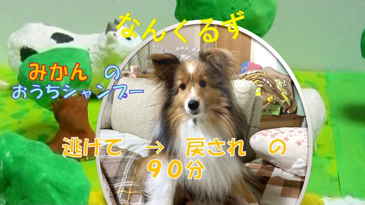 【みかんのシャンプー】やはり逃げます！