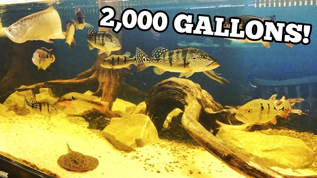 Huge Tanks, Huge Fish, Monster Fish Room In The Mountains *FEEDING*