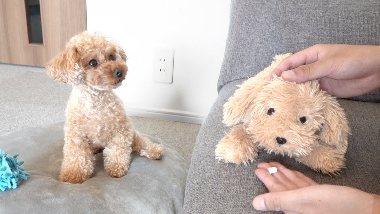 愛犬の前でぬいぐるみを可愛がったら嫉妬よりヤバいことになった