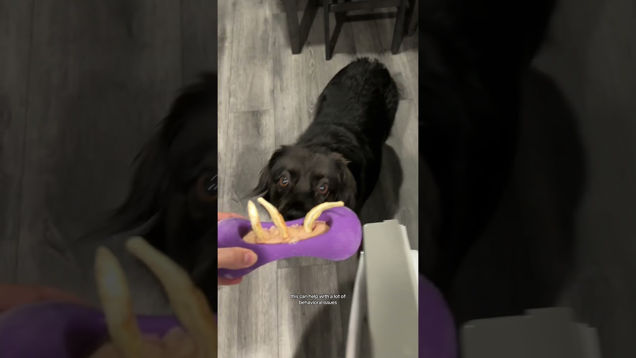 Is your dog bored?