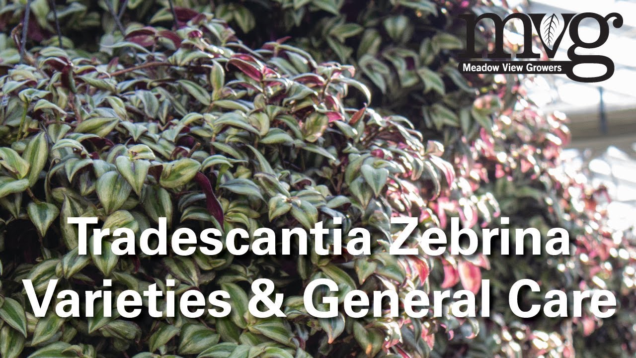 Tradescantia Zebrina Varieties