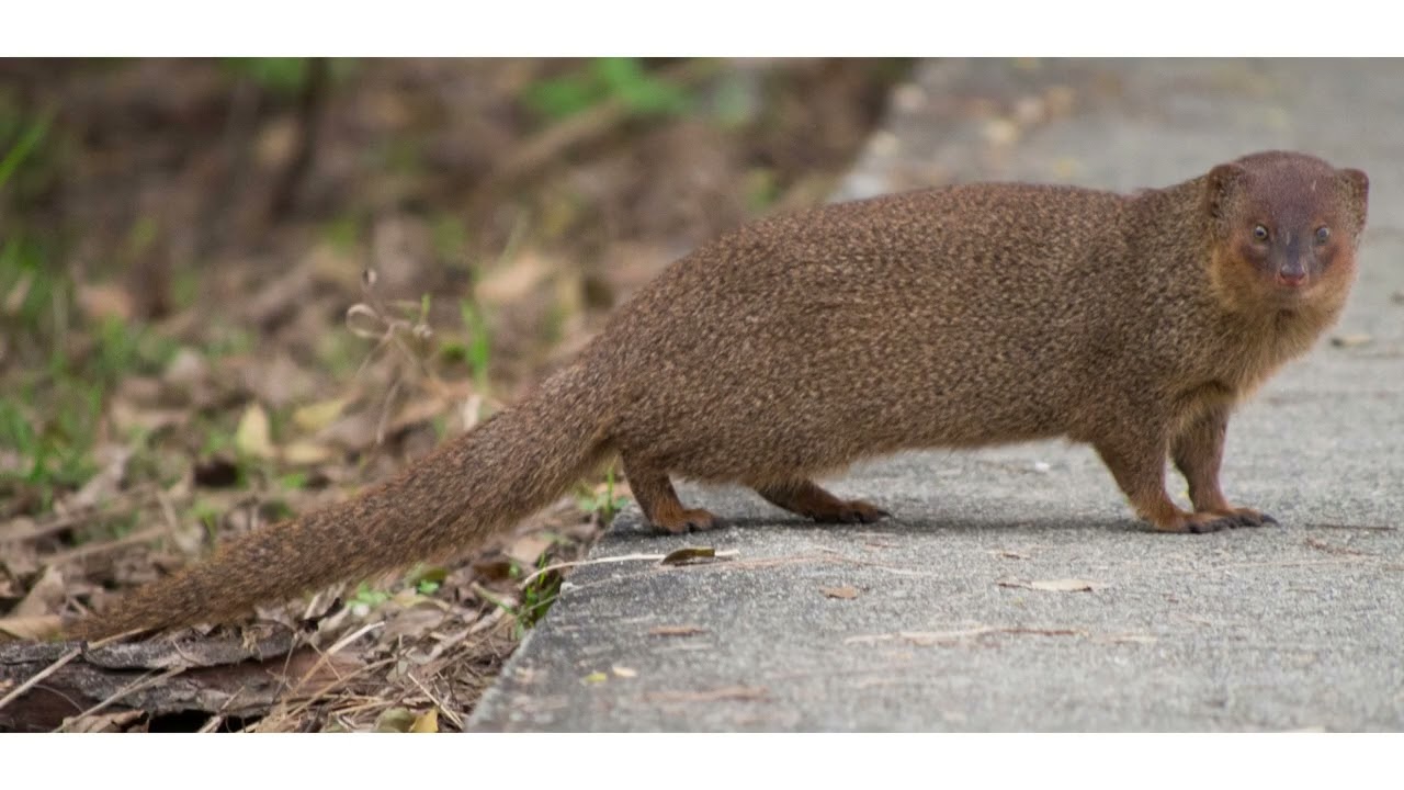 Herpestes javanicus Invasive Species PSA