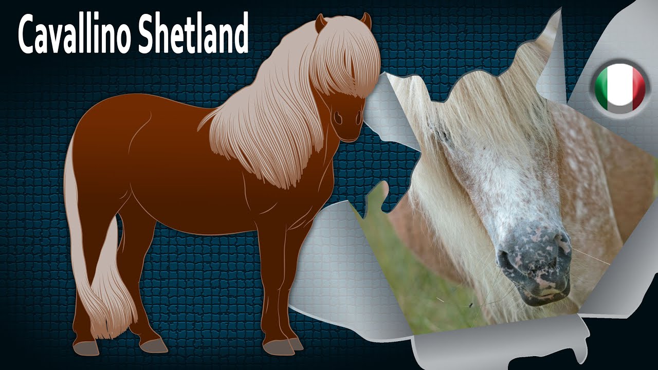 Cavallino Shetland, un pony considerato il più forte del mondo, Razze di cavalli